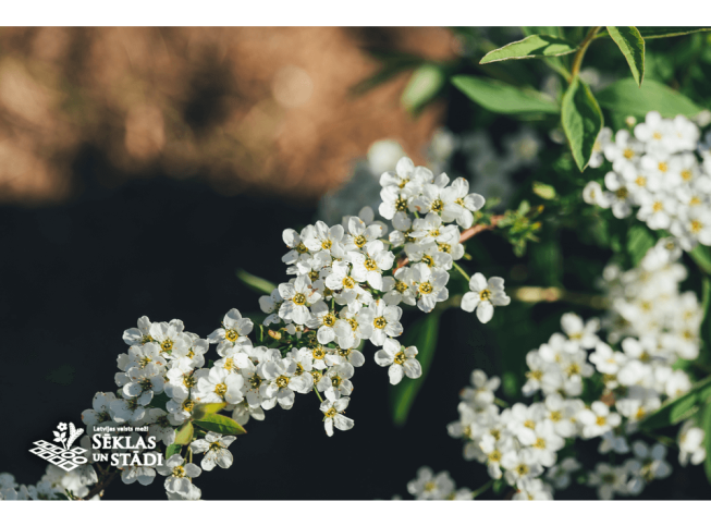 Spiraea × cinerea   'Grefsheim'